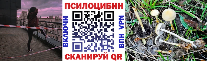 Псилоцибиновые грибы Psilocybe  Иланский 